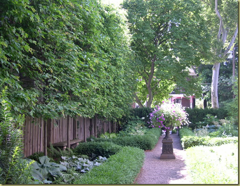 trees privacy plant backyard yard garden fence landscaping hedge along hornbeam tree planting evergreen line pyramidal neighbors plants fences outdoor